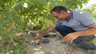 Toprak altından kurtarılan köpek ve 7 yavrusunun yeni yuvası elma bahçesi oldu