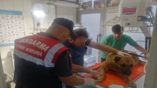 Tokat’ta yaralı köpek tedavi altına alındı 