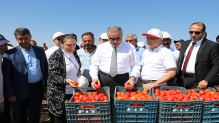 Diyarbakır Valisi Su, domates hasadı yaptı, tarlada çalışan işçilerle görüştü: