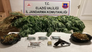 Elazığ’da serada Hint keneviri yetiştiren şüpheli yakalandı