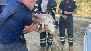 Edirne’de kanalizasyona düşen koyun kurtarıldı