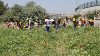 Diyarbakır’da okula gelir kazandıracak tarımsal üretimde hasat zamanı 