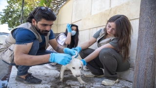 Erbilli hayvanseverler gönüllü olarak sokak hayvanlarının ihtiyaçlarını karşılıyor