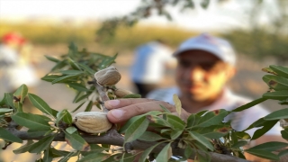 Şanlıurfa’da badem hasadının başlaması dolayısıyla etkinlik düzenlendi