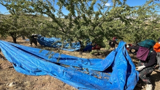 Elazığ’da 450 bin ağaçta badem hasadı başladı