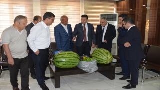 Batmanlı çiftçinin yetiştirdiği 53 kilo 300 gramlık karpuz fuarda sergilenecek