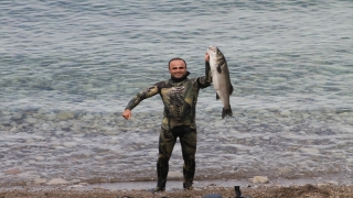 Zıpkınla 8,5 kiloluk levrek yakaladı