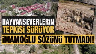 İBB’nin ölü hayvanları gömülmeden bekletmesine tepkiler sürüyor