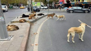 Başıboş sokak köpekleri düzenlemesi Meclis'te kabul edildi