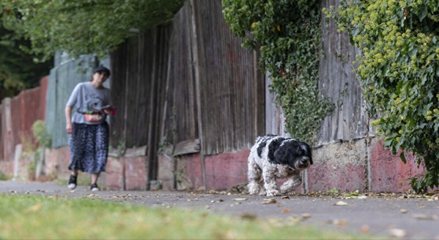 İngiltere başıboş köpek sorunu çözdü