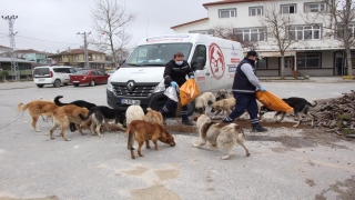 İBB, koronavirüs nedeniyle sahipsiz kalan hayvanlara mama dağıtıyor