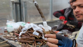 Lezzetiyle ünlü Kaman cevizinde aşı dönemi başladı