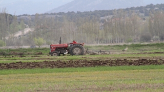 Traktörün peşine takılan leyleklerin solucan, fare ve böcek avı