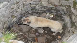 Kuyudan çıkarılan gebe köpek düştüğü bir başka kuyudan da kurtarıldı