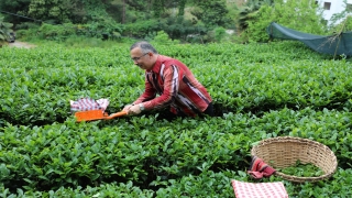 Rize Valisi Çeber: "Kente gelmek isteyen çay müstahsili sayısı 36 bine ulaştı"