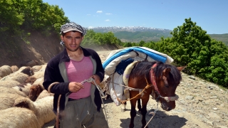 Muşlu besicilerin yaylalara dönüş yolculuğu başladı