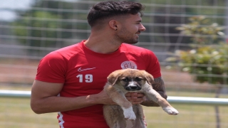 Antalyaspor Kulübü, sokağa terk edilen iki köpek yavrusunu sahiplendi