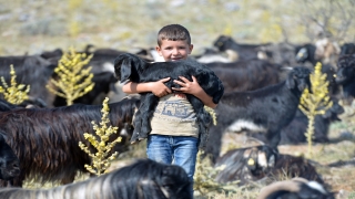 Egeli Karakeçili yörüklerinin mevsimlik göçü tamamlandı