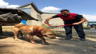 Boynu bağlı olduğu evin önünde zincire sıkışan köpek kurtarıldı