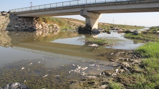 Hatay’da balık ölümleri yaşanan derede inceleme başlatıldı