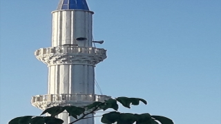 Manisa’da minareye çıkan tilki görenleri şaşırttı