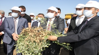 Şırnak’ta yer fıstığı üretiminde rekor artış