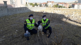 Afyonkarahisar’da kafası pet şişeye sıkışan sokak köpeği, jandarma ekiplerince kurtarıldı