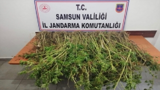 Samsun’da uyuşturucu operasyonlarında 13 kişi yakalandı