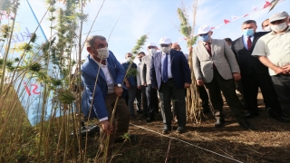 OMÜ’de geliştirilen yerli ve milli kenevir çeşidi ”Narlı”nın ilk hasadı yapıldı