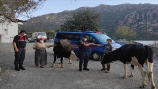 Muğla’da büyükbaş hayvan çalıp satan şüpheli yakalandı