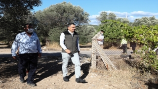 Bakan Pakdemirli kadın çiftçilerle zeytin hasadına katıldı