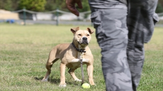 Sokak köpekleri, hassas burunlarını kayıpları bulmak için kullanacak