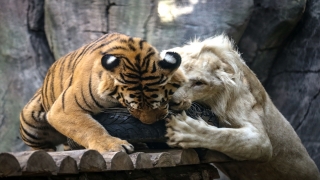 Beyaz aslan ile Bengal kaplanının dostluğu görenleri hayrete düşürüyor