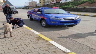 Kastamonu’da jandarma ekipleri aşıladıkları sokak köpeklerine yem verdi