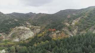 Afyonkarahisar’da çam ağaçları arasındaki ”hazan” güzelliği büyülüyor