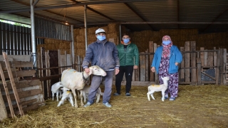 Çanakkale’de koyun tek batında 5 kuzu doğurdu