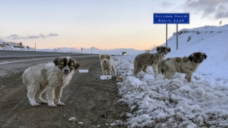 Donma tehlikesi geçiren yavru köpekleri belediye ekipleri kurtardı