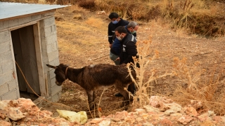 Kahramanmaraş’ta eşeğe işkence yaptığı iddia edilen kişi gözaltına alındı