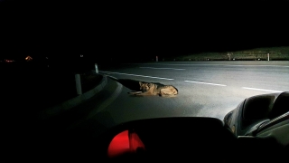 Dinar Kaymakamı Kapankaya kara yolundaki yaralı köpeğe yardım etti