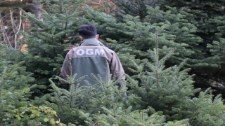 Bolu’da ormancılar yılbaşı öncesi ”çam ağacı nöbeti”nde