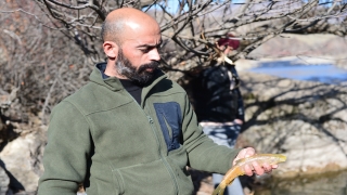 Tunceli’de elektrikle avcılık çok sayıda balığın ölmesine neden oldu