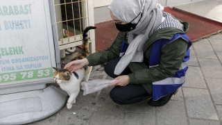 Genç NEYAD, milletvekili Rümeysa Kadak ile sokak hayvanlarına mama dağıttı