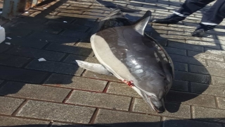 Karaköy İskelesi’nde ölü yunus bulundu