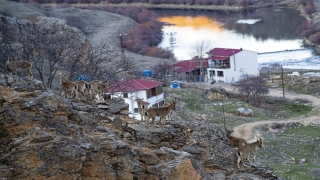 Tunceli’de yaban keçileri yiyecek bulmak için sürü halinde köye indi