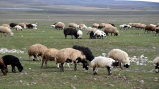 Muş’ta besiciler hayvanlarını meralarda otlatmaya başladı