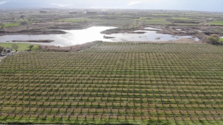 Manisa’da çiçek açan meyve ağaçları, görsel şölen oluşturdu