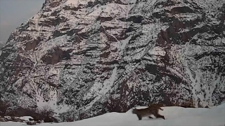 Tunceli’de nesli tükenme tehlikesindeki vaşak fotokapanla görüntülendi