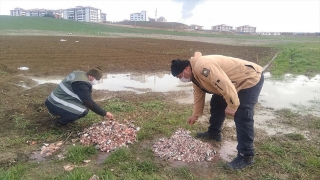 ”Baharın müjdecisi” leylekler için Karabük’teki konaklama alanlarına yem bırakıldı