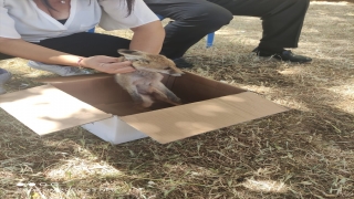 Mardin’de yolda bulunan tilki yavrusu koruma altına alındı