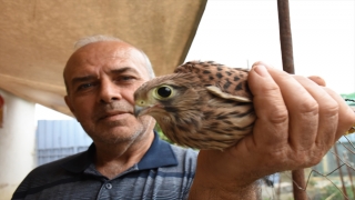 Aydın’da bitkin halde bulunan kerkenez yavrusu tedaviye alındı